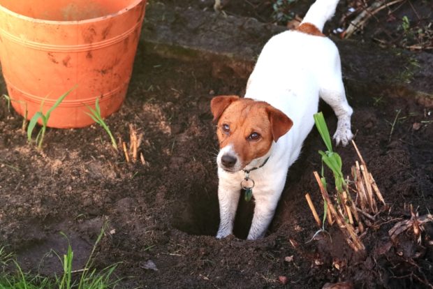 How To Stop Your Dog From Digging Up Your Sprinklers